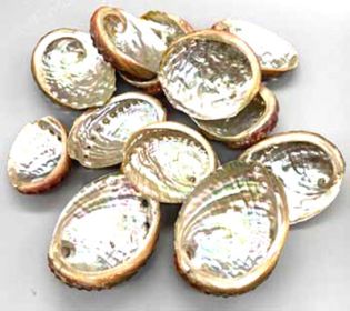(pack of 100) 2" - 3" Abalone Shell incense burner